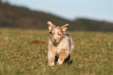 BERGER AUSTRALIEN PUPPIES 759